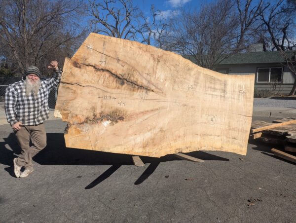 SO-13-4 Large Silver Maple Live-Edge Slab **  Call or Email for Sales & Shipping **