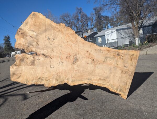 S016-7 Large Silver Maple Live-Edge Slab  **  Call or Email for Sales & Shipping **